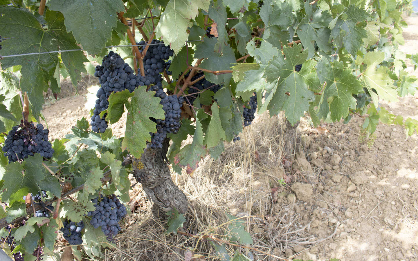 Nuestras bodegas en Rioja Alavesa bajo el influjo de la sierra de Cantabria